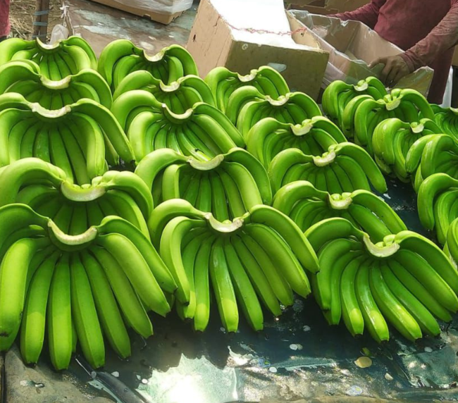 Banana Export