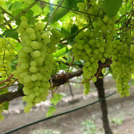 Green Grapes