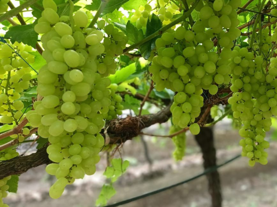 Green Grapes