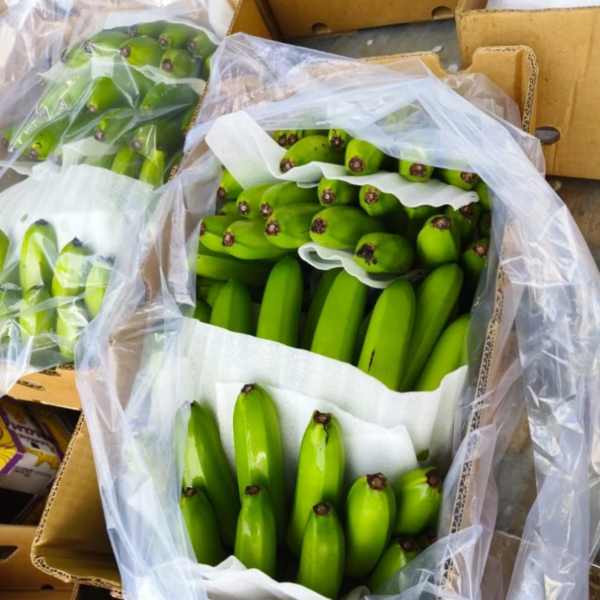 Banana Export