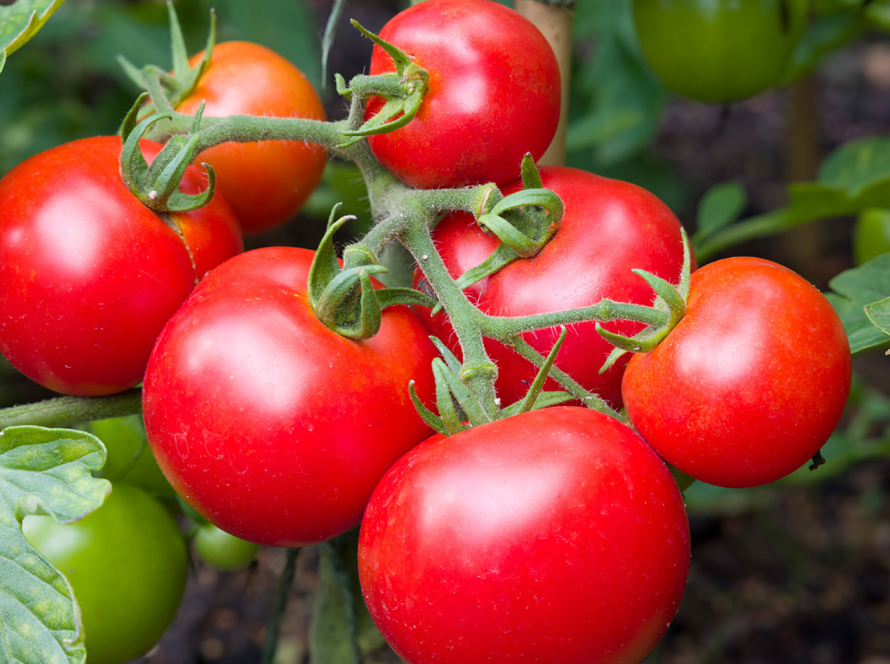 Tomatoes